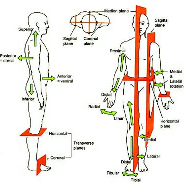 24+ Istilah Anatomi Dan Fisiologi Manusia